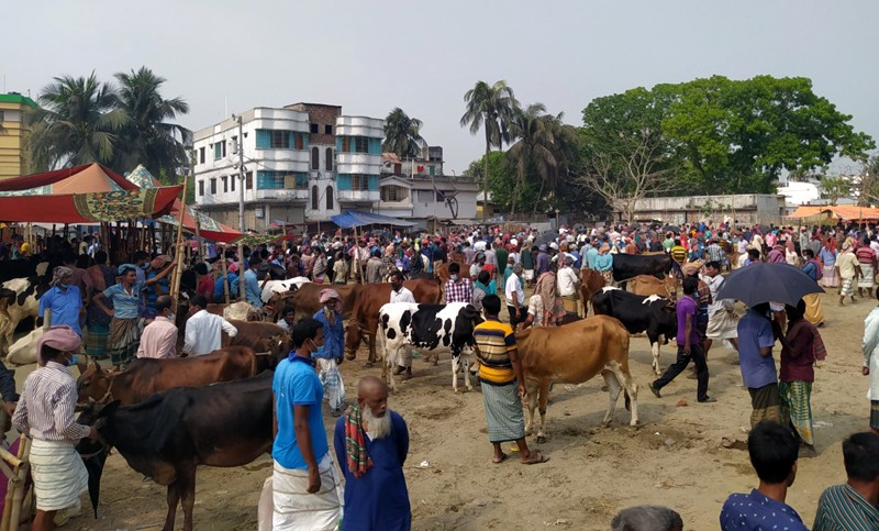 গরু কেনাবেচা আগে, করোনার চিন্তা পরে